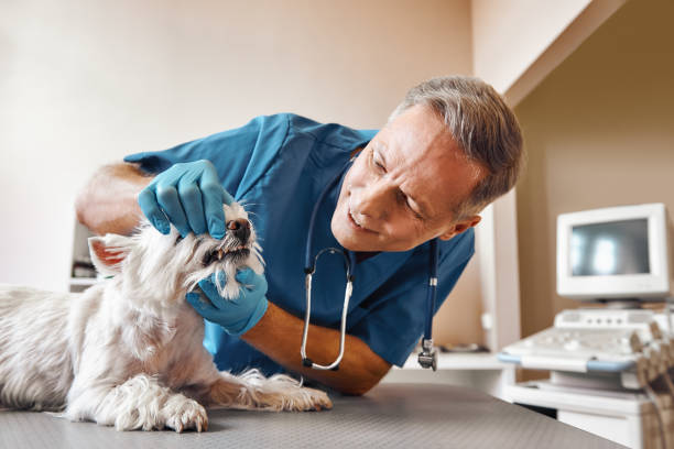 Best Emergency Dental Care for Abscessed Tooth in Middleborough Center, MA